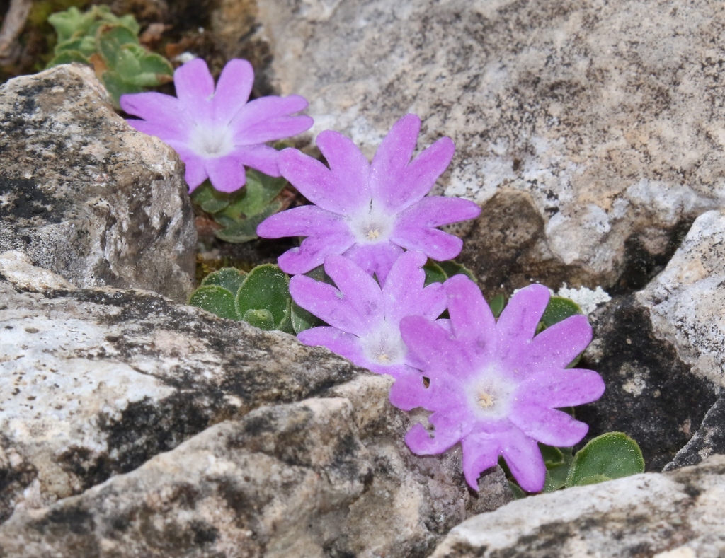 Primula tyrolensis