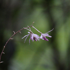 Dipodium stenocheilum
