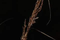 Gahnia melanocarpa