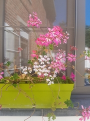 Pelargonium peltatum