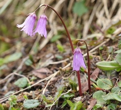 Soldanella pusilla