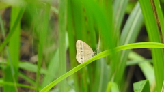 Mycalesis gotama nanda