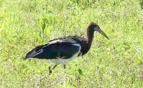 Abdim's Stork