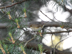 Phylloscopus trochilus