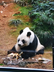 Ailuropoda melanoleuca