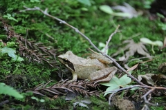 Rana japonica