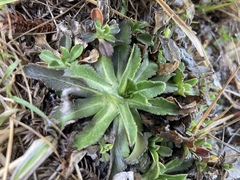 Scabiosa lacerifolia