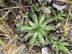 Scabiosa lacerifolia
