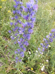Echium vulgare