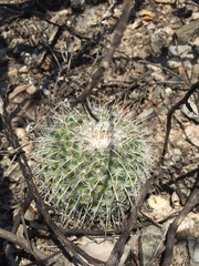 Mammillaria parkinsonii