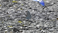 Celastrina lavendularis himilcon