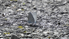 Celastrina lavendularis himilcon