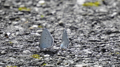 Celastrina lavendularis himilcon