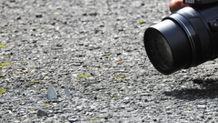 Celastrina lavendularis himilcon