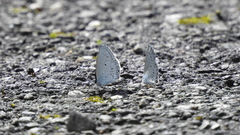 Celastrina lavendularis himilcon