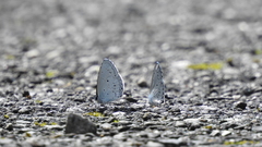 Celastrina lavendularis himilcon