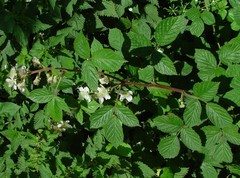Rubus dasyphyllus