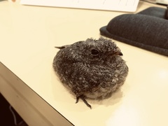 Caprimulgus affinis stictomus