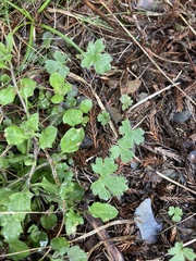 Ranunculus formosa-montanus