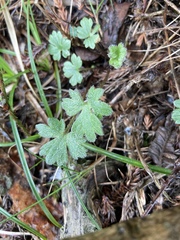 Ranunculus formosa-montanus