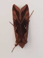 Autographa jota