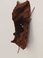 Autographa jota