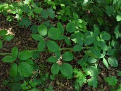 Rubus criniger