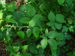 Rubus criniger