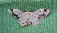 Idaea trigeminata