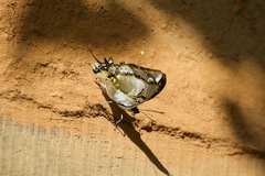 Polyura eudamippus