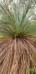 Xanthorrhoea quadrangulata