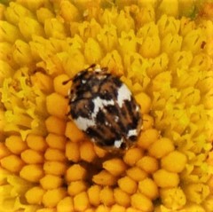 Anthrenus angustefasciatus