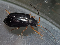 Luperus xanthopoda
