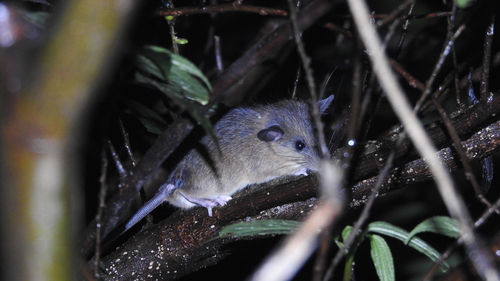 Rattus