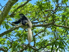 Colobus caudatus