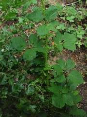 Rubus incurvatiformis