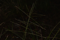 Digitaria parviflora
