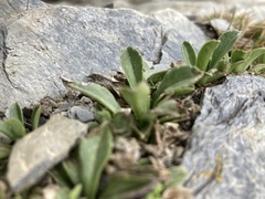 Scabiosa lacerifolia