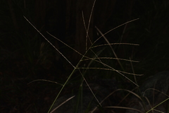Digitaria parviflora
