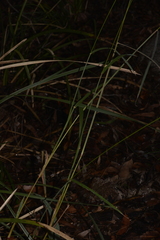 Digitaria parviflora