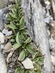 Scabiosa lacerifolia