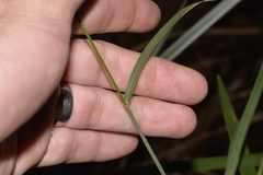 Digitaria parviflora