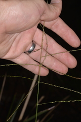 Digitaria parviflora
