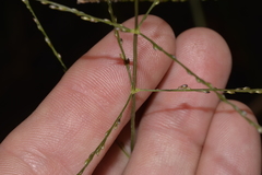 Digitaria parviflora