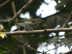 Phylloscopus herberti
