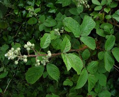 Rubus newbouldii