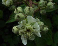 Rubus newbouldii