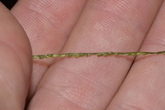 Digitaria parviflora