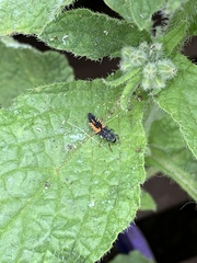 Harmonia axyridis