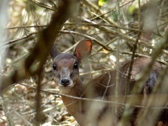 Nesotragus moschatus